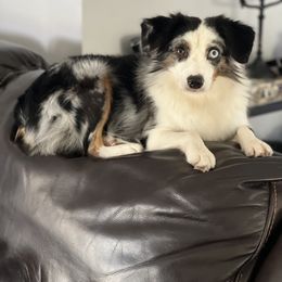 Tanaka - Miniature American Shepherd
