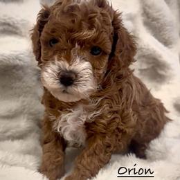 Orion - Red and white male Shihpoo puppy in Traverse City, Michigan from Riyem Wildflower Farms