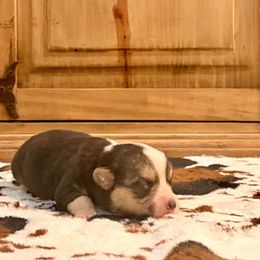Lilly - Black and tan female Pembroke Welsh Corgi puppy in Johnson City, Texas from McCall Creek Corgis