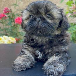 Lindor - Sable female Shih Tzu puppy in Fresno, California from Jas’ ClassnSass