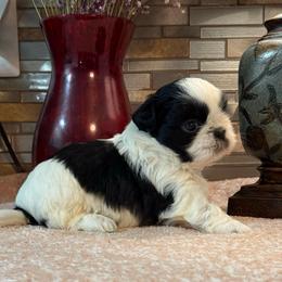 BENTLY - Black and white male Shih Tzu puppy in Zephyrhills, Florida from Mary’s Shih Tzus