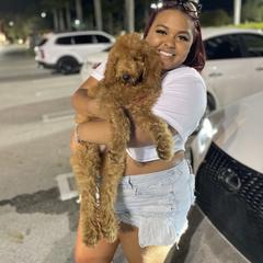 Goldendoodle and Poodle Puppies from SoFlo Lavish Kennels