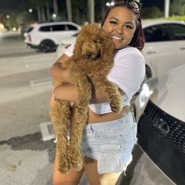 Goldendoodle and Poodle Puppies from SoFlo Lavish Kennels