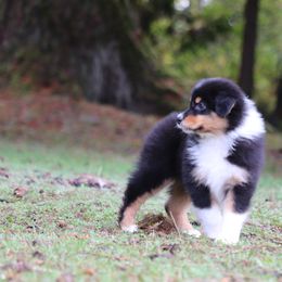 Australian Shepherd Puppies from Wandering Acres Ranch