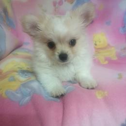 Angel - Cream and white female Chihuahua puppy in Palm Coast, Florida from Pampered Chihuahuas