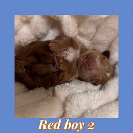 Red boy 2 - Wheaten male Miniature Schnauzer puppy in Pflugerville, Texas from K&K Precious Tx schnauzers