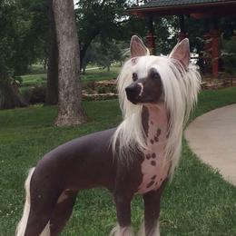 Winnie - Chinese Crested