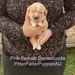 Bernedoodle Puppies from Pitter Patter Puppies NJ