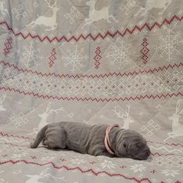 Dasher - Silver female Dilute Retriever puppy in New Providence, Pennsylvania from Southernend Silvers