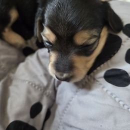 Girl 1 - Black and cream female Dachshund puppy in Williamstown, New Jersey from Jersey's Blue Moon Doxies