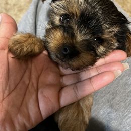 Yorkshire Terrier Puppies from QT Pie Pups