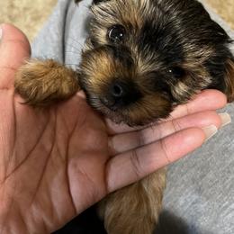 Yorkshire Terrier Puppies from QT Pie Pups