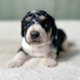 Ripley - Tri-color male Bernedoodle puppy in Osage City, Kansas from Golden Ridge Goldens