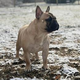 Lola - French Bulldog