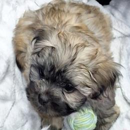 Teddy Graham - Brown male Mal-Shi puppy in Apollo Beach, Florida from Gemstone Exclusive Pups of Florida