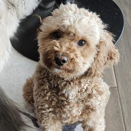 Goldendoodles from McCall Mini Doodles