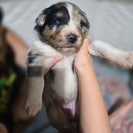 STITCH Blue merle (Natural Bobbed Tail) - Blue merle male Australian Shepherd puppy in Rainsville, Alabama from Chaparro Farm