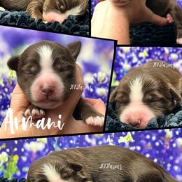 2 Armani, RTM - Red tri-color male Miniature American Shepherd puppy in Huntington, Texas from JKKJ Farms, LLC