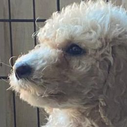 Goldendoodles and Poodles from Cristin's Poodles