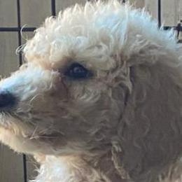 Goldendoodles and Poodles from Cristin's Poodles