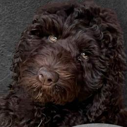 Bison - Goldendoodle