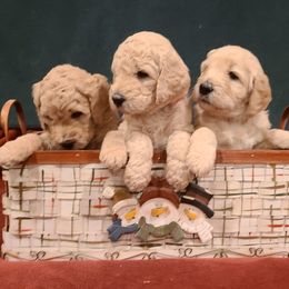 Goldendoodle Puppies from Pearl's Puppies LLC