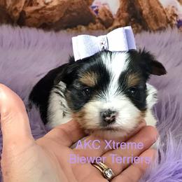 Girl 3 - Black tan and white female Biewer Terrier puppy in Jonestown, Pennsylvania from AKC Xtreme Biewer Terriers...