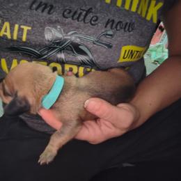 Coconut - Fawn (Isabella) male Dachshund puppy in Hollis, Oklahoma from Write Breed Doxies