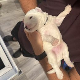 Portuguese Water Dog Puppies from Cornerstones Porties