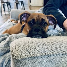 Elvie - Boxer