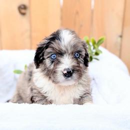 Blue collar - Blue merle male Aussiedoodle puppy in Coulee City, Washington from Mr and Mrs Doodle Farm