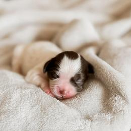 Chick - Brown female Shihpoo puppy in Hopkins County, Texas from Boutique Doodles