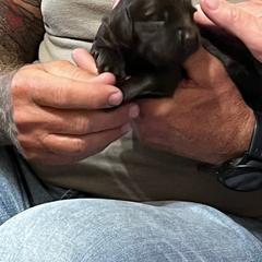 Boykin Spaniel Puppies from Taensas Boykins