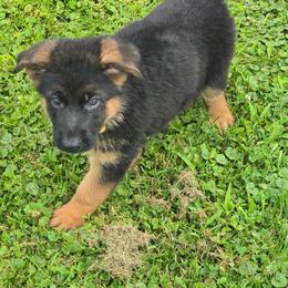 Yellow Collar - Black and red male German Shepherd puppy in Sumner, Iowa from Vom Wilke Kennels