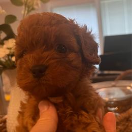 Finley - Red male Cavapoo puppy in Fairmont, West Virginia from Robin Nelson