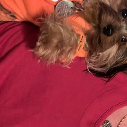 Bear  - Yorkshire Terrier