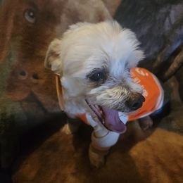 Cricket - Maltese