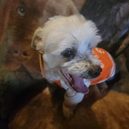 Cricket - Maltese
