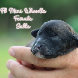 Girl 3 - Merle female Whoodle puppy in Youngstown, Florida from Wonderland’s Boujie Kennels