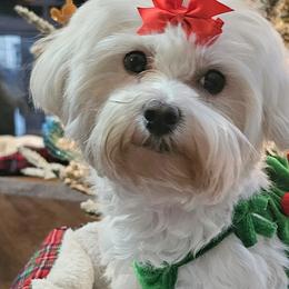 Shiloh - Maltese
