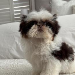 Tinkerbell - Chocolate and tan female Shih Tzu puppy in Rockville Centre, New York from Magnolia Tzus