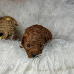 Maverick OFA and CHIC parents - Red  male Poodle puppy in Westfield, North Carolina from Legacy Pets