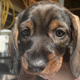 Dachshunds from Devereaux Wire Haired Dachshunds