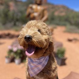 Aussiedoodle and Goldendoodle Puppies from Garside Doodles