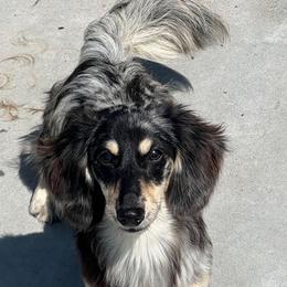 Jellybean - Dapple female Dachshund puppy in Ottumwa, Iowa from Cross Bar