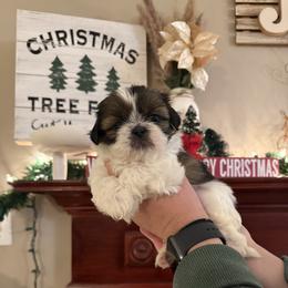 Buddy (the Elf) - Tricolor male Shih Tzu puppy in Taylorsville, North Carolina from Blue Ridge Shih Tzus
