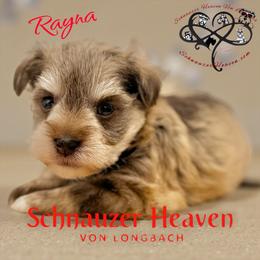 Rayna AKC - Wheaten female Miniature Schnauzer puppy in Pelzer, South Carolina from Schnauzer Heaven Von Longbach