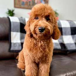 Posey - Goldendoodle