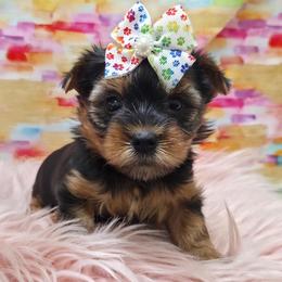 Ava - Blue and gold female Yorkshire Terrier puppy in Monticello, Iowa from Ashley’s Puppies