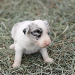 Willow - Blue merle female Border Collie puppy in Hesperus, Colorado from I&A Border Collies